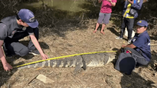 Last of four escaped crocodiles recaptured in Sa Kaeo. Last of four escaped crocodiles recaptured in Sa Kaeo.