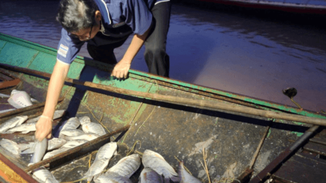 Lam Pao Reservoir in Kalasin province free from blackchin tilapia… for now Lam Pao Reservoir in Kalasin province free from blackchin tilapia… for now