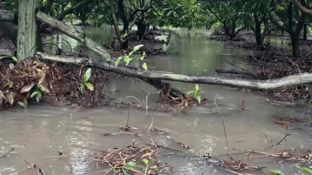 Rescuers return to flooded homes to save villagers' cattle Rescuers return to flooded homes to save villagers' cattle