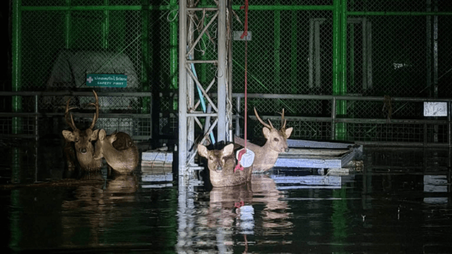 Nine deer die, 10 rescued as teams battle floods at Bangkok private park Nine deer die, 10 rescued as teams battle floods at Bangkok private park