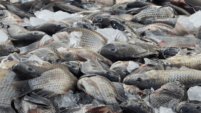 Kalasin launches campaign to catch invasive black-chin tilapia Kalasin launches campaign to catch invasive black-chin tilapia