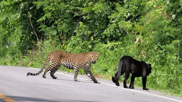 Five leopards spotted in Kaeng Krachan National Park Five leopards spotted in Kaeng Krachan National Park