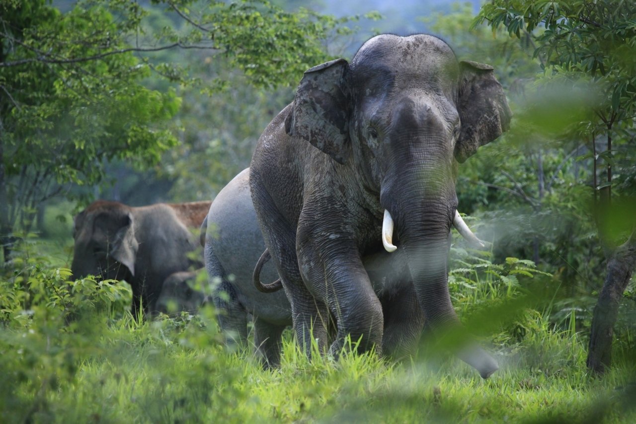Fostering the human - elephant relationship Fostering the human - elephant relationship